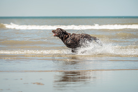 巧克力拉布拉多人跑步 史芬宁海滩 荷兰南荷兰图片