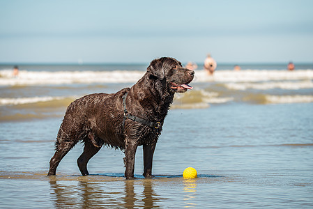 海滩上潮湿的拉布拉多采集犬肖像 有复制空间图片