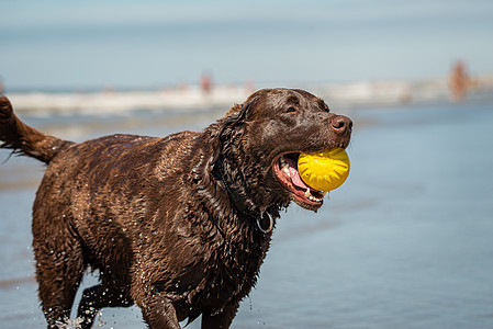 拉布拉多采集犬在海滩上捡黄色塑料球的狗图片
