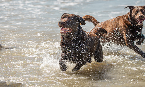 巧克力拉布拉多猎犬狗在海边享受一天的快乐图片