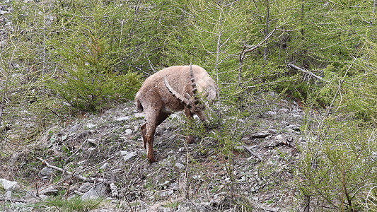 伊莫西奥动物群动物山羊羊皮哺乳动物森林图片
