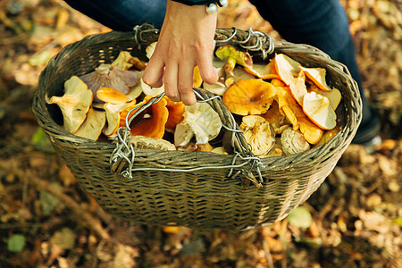 大森林中蘑菇收获 满篮子的秋天植物图片