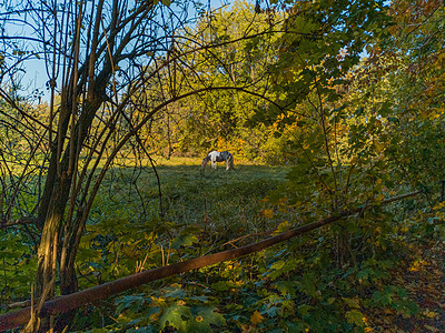 黑白两匹马在绿地放牧 四周有树木荒野太阳野生动物阳光森林公园动物场地农村白马图片