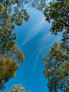 向上看树冠和蓝云天空植物环境蓝色季节树木森林公园木头太阳阳光图片