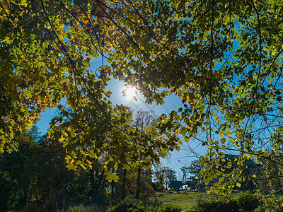 向上看太阳 躲藏在树叶后面图片