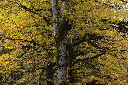 比雷奈斯 阿拉贡等秋色的比耶克森林和其他树木山毛榉橡木风景树干松树橙子季节公园照片植物群图片