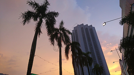 棕榈树和日落时建筑的景象背景图片