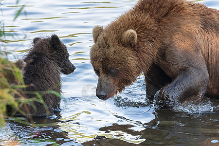 卡姆恰特卡棕色母熊与幼崽在鱼产卵期间在河中捕捞红鲑鱼图片