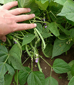 新鲜绿豆种植 豆种花朵和豆果实农场收成种子植物叶子水果豆类绿色农业图片