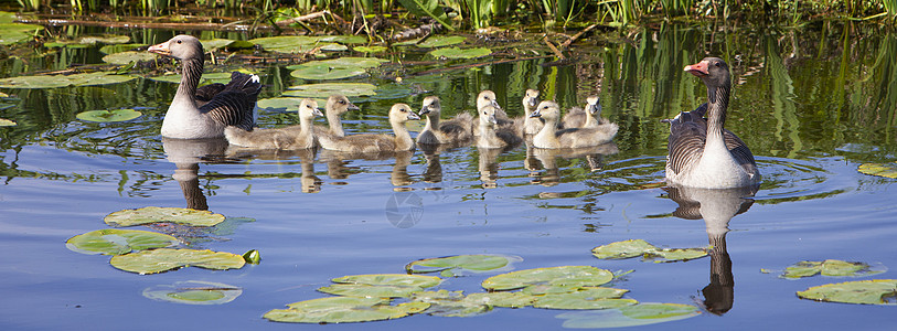春日 在运河的泉水中 有一只鹅图片