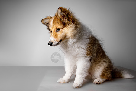 坐在灰色背景的沙特兰牧羊犬图片