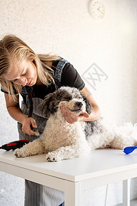 金发女人在家养小狗围裙毛皮比熊犬女士头发动物宠物朋友桌子犬类图片