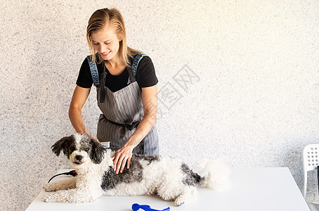 金发女人在家养小狗毛皮围裙美容师乐趣宠物桌子犬类女士头发动物图片