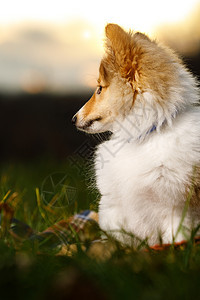 坐在白色背景的雪特兰牧羊犬森林牧羊人家庭小狗场地季节天空男生阳光动物图片