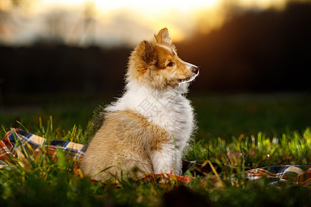 坐在白色背景的雪特兰牧羊犬季节公园家庭森林牧羊人宠物天空旅行动物阳光图片