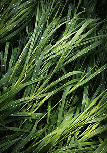 绿草和雨水射线宏观草地植物学花园环境水滴天气植物生长图片