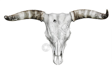 白的公牛头骨骨骼死亡动物奶牛牛头骨喇叭图片