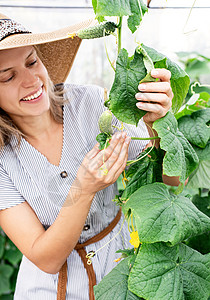 美丽的年轻女子 在温室里收获新鲜黄瓜的青春生产女士农民植物季节农业花园生长采摘园丁背景图片