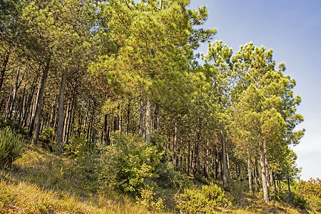 和天然的绿树植物树干花园风景森林天空草地场地射线太阳图片