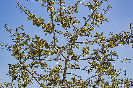 树和浆果的自然性质季节衬套玻璃花园植物山楂食物天空叶子水果图片