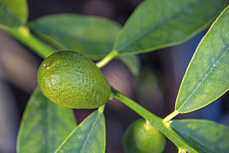 天然的Kumquat水果和绿叶橙色营养橙子食物饮食果园花园热带植物异国图片