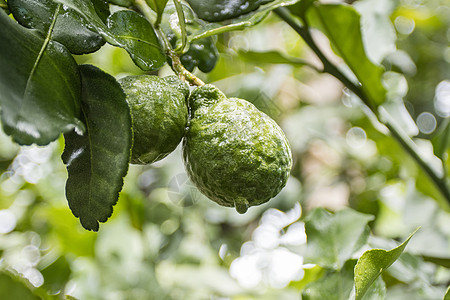 新鲜的贝加莫特人和树上的叶子 上面有水滴香料美食植物烹饪水果柠檬种子草本植物热带佛手柑图片