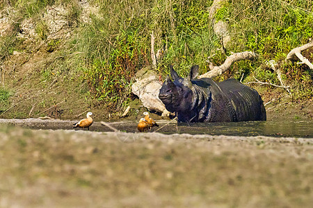 尼泊尔Bardia皇家国家公园 大一角犀牛Rhinoceros独角兽生态动物公园栖息地保护生态旅游森林荒野哺乳动物图片