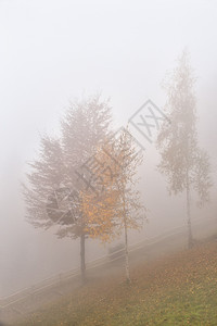 雾中的树薄雾树木公园木头绿色树叶桦木叶子黄色草地图片