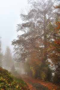 雾中的树草地公园树叶桦木季节黄色木头森林树木薄雾图片