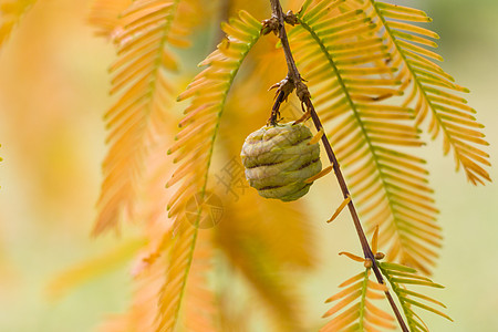 水杉树 秋天和秋天树特写镜头在 Tsinandali针叶树植物群植物裸子木头植物学橙子森林园艺柏科图片
