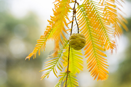 水杉树 秋天和秋天树特写镜头在 Tsinandali针叶风景植物学植物园艺柏科森林公园裸子颜色图片