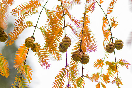 水杉树 秋天和秋天树特写镜头在 Tsinandali针叶树植物植物学针叶植物群森林裸子风景红木柏科图片