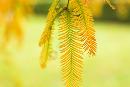 水杉树 秋天和秋天树特写镜头在 Tsinandali森林植物学公园柏科木头红木裸子生物学橙子叶子图片