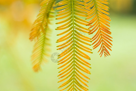 水杉树 秋天和秋天树特写镜头在 Tsinandali园艺柏科针叶植物群裸子针叶树植物学风景红木生物图片