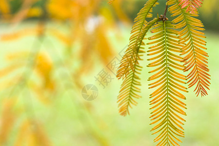 水杉树 秋天和秋天树特写镜头在 Tsinandali颜色红木生物学叶子植物群森林公园植物柏科针叶图片
