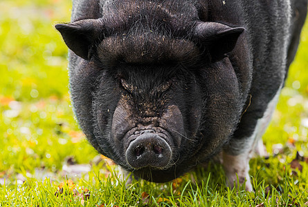大越南黑猪 在外面贴上画像毛皮生物哺乳动物獠牙鼻子农业宠物野生动物荒野动物图片