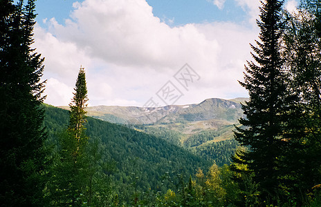 Altai森林的景观 Altai上的隐性森林野生动物马拉山脉荒野林地云杉地区针叶林树林草地图片