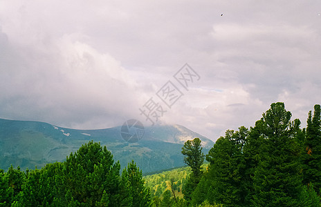 Altai森林的景观 Altai上的隐性森林针叶林林地风景爬坡松树针叶树木野生动物荒野公园图片