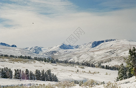 冬季阿尔泰 山丘和雪中的森林 冬天来到阿尔泰 雪落下雪山娱乐山峰冰川瀑布松树蓝色阳光旅行岩石图片