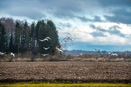 野外行走的赛格纳人羽毛风景移民野生动物农村场地迁移水鸟天空树木图片