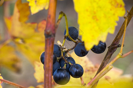 在格鲁吉亚的葡萄酒园和葡萄酒院里 近距离接缝并有几大线蓝色水果营养葡萄园植物宏观珍珠农业藤蔓收成图片