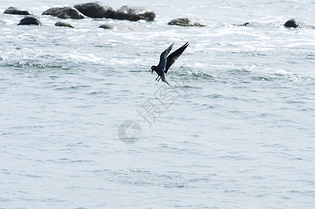 单海鸥在蓝晴天空中飞行野生动物海滩航班尾巴空气海鸟运动羽毛翅膀生态图片