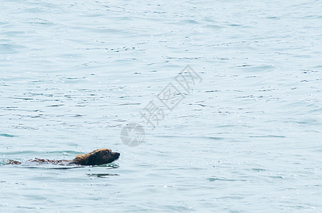 狗在海浪中洗澡旅行小狗民众假期床垫遮阳伞海洋海滩奢华雨伞图片