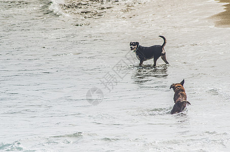 狗在海浪中洗澡奢华波浪黑貂遮阳伞民众海滩雨伞蓝色小狗季节图片