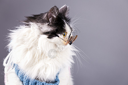 戴眼镜的猫鼻子哺乳动物动物蓝色猫科胡须毛皮衣服衬衫太阳镜图片