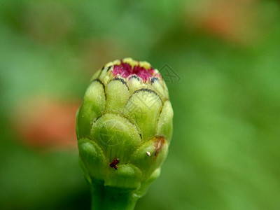 百日草 青年和老年 普通百日草 优雅的百日草 开花与自然背景 花的颜色有白色 奶油色 粉红色 红色 紫色 绿色 黄色 杏色 橙色背景图片