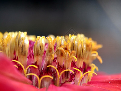 黄色红色花瓣线虫太阳高清图片