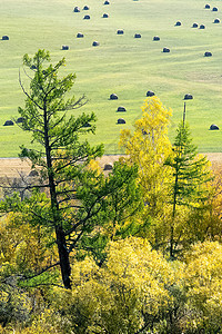 Altai山的隐秘树木 森林和山地景观岩石草地农村林地山腰土地风景针叶树针叶地区图片