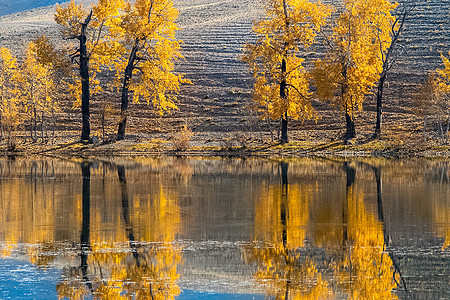 Altai森林的金色秋天 在水库附近的黄树圆石金子反射海岸清水风景乔木环境灌木丛木头图片