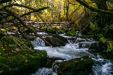 山区河流流过岩石 河流是阿尔泰河 大自然是阿尔泰山沟溪流苔藓喷射时间环境旅游河岸卡通彼岸图片